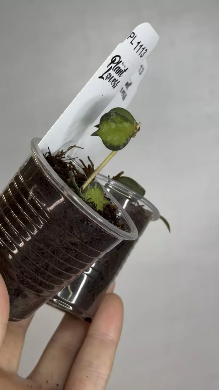 plant/PL1113: Inner Var. Curtisii + FREE Mint Coin-0