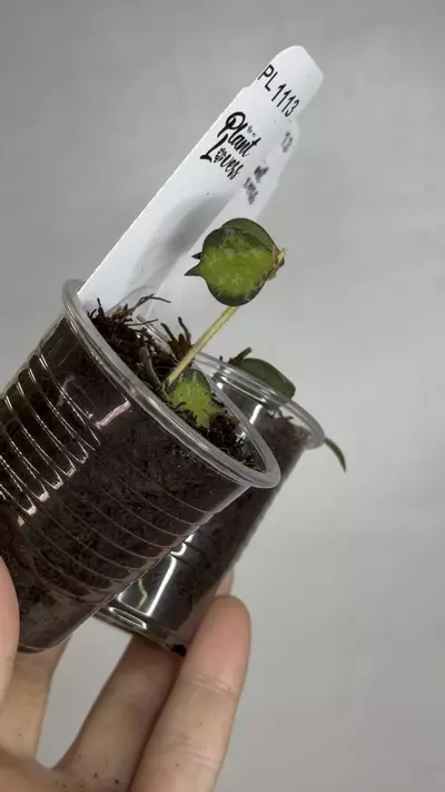 plant/PL1113: Inner Var. Curtisii + FREE Mint Coin-0-thumbnail