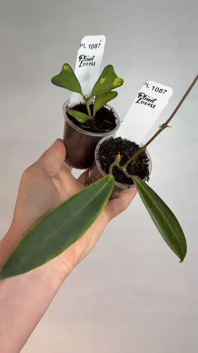plant/PL1087: Hoya Manipurensis + FREE Pulchra-0-thumbnail