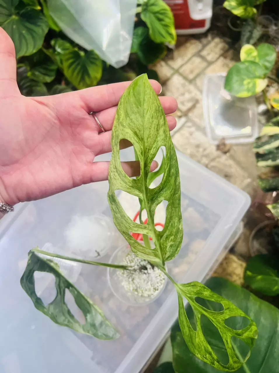 plant/Monstera Adansonii Blue Mint/Indo Mint (A)-0