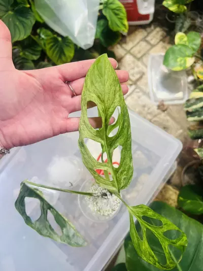 plant/Monstera Adansonii Blue Mint/Indo Mint (A)-0-thumbnail