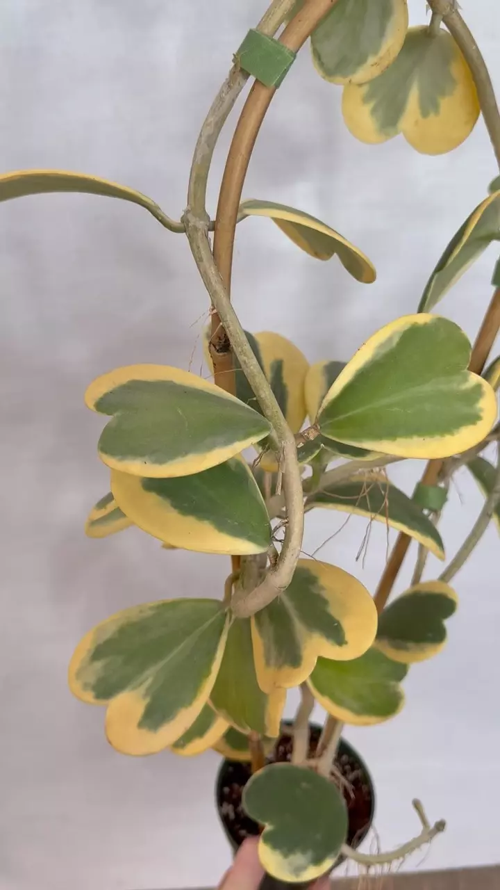 plant/PL1171: LAST Var. Kerrii Trellis + FREE Nova Ghost-0