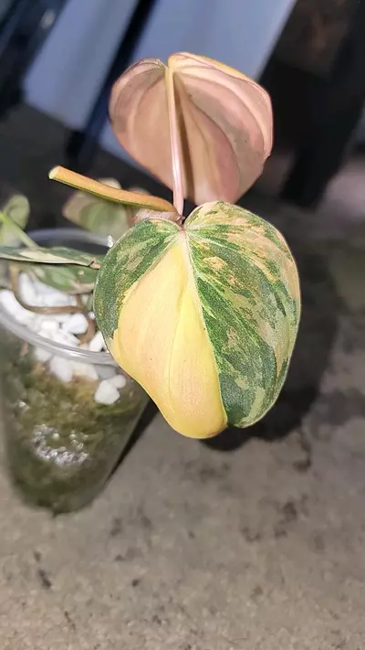 plant/Thai pink mican-2-thumbnail