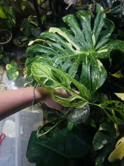 plant/Monstera Adansonii Blue Mint/Indo Mint (A)-4-thumbnail