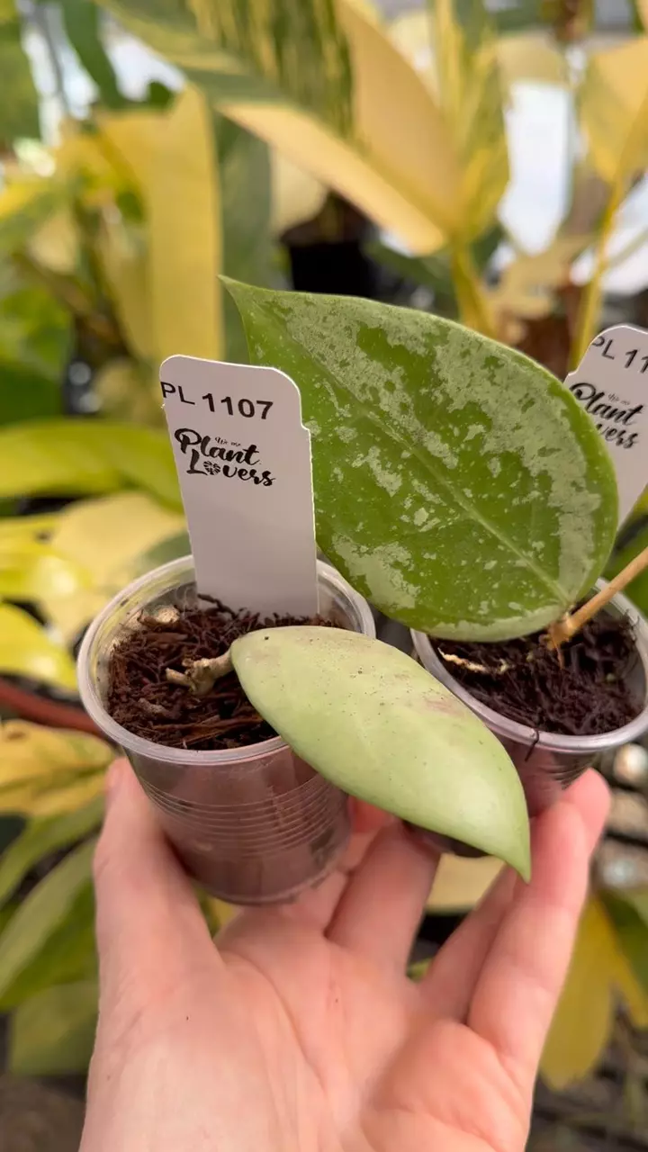 plant/PL1107: EX-01 Silver + FREE Erythrostemma Silver-0