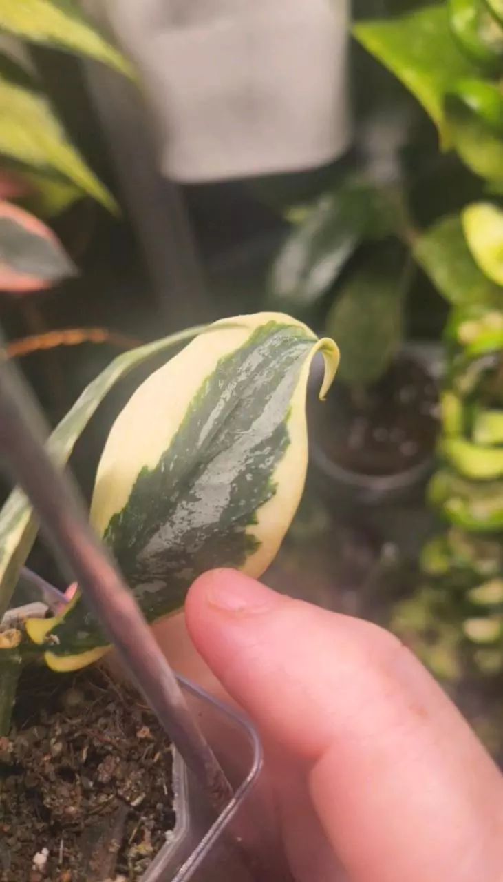 plant/Special listing offer for weturplants-0