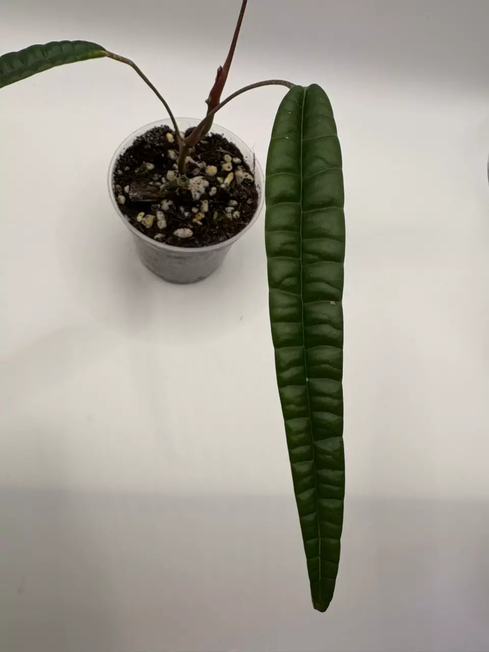 plant/Anthurium Cutucuense-1