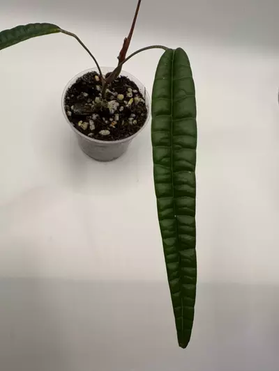 plant/Anthurium Cutucuense-1-thumbnail