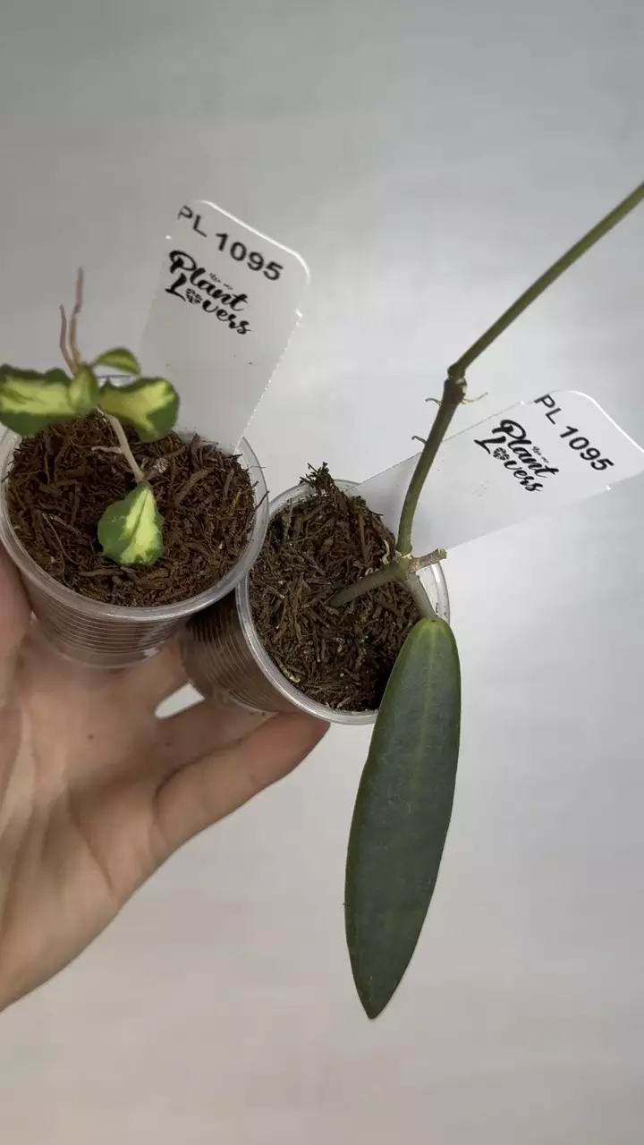 plant/PL1095: Var Kanyakumariana + FREE PULCHRA-0