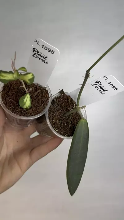 plant/PL1095: Var Kanyakumariana + FREE PULCHRA-0-thumbnail