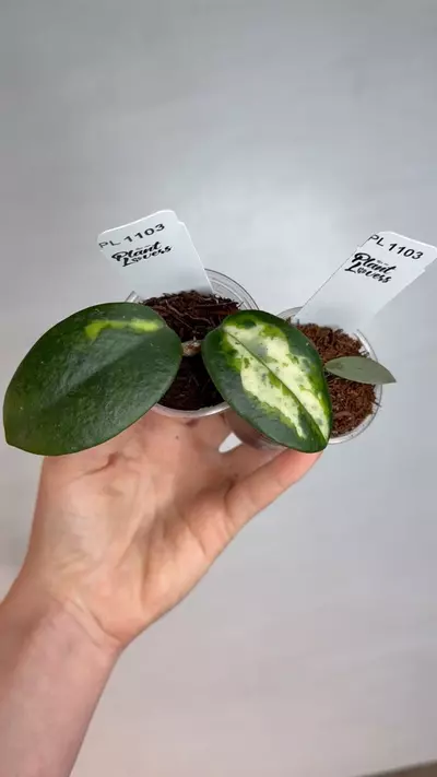 plant/PL1103: Green Edge Madara + FREE MINT Coin-0-thumbnail