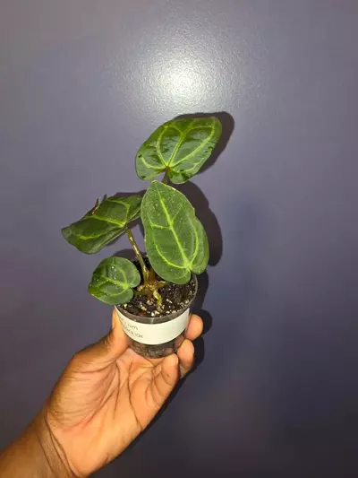 plant/Anthurium Carlablackiae. *exact*-3-thumbnail