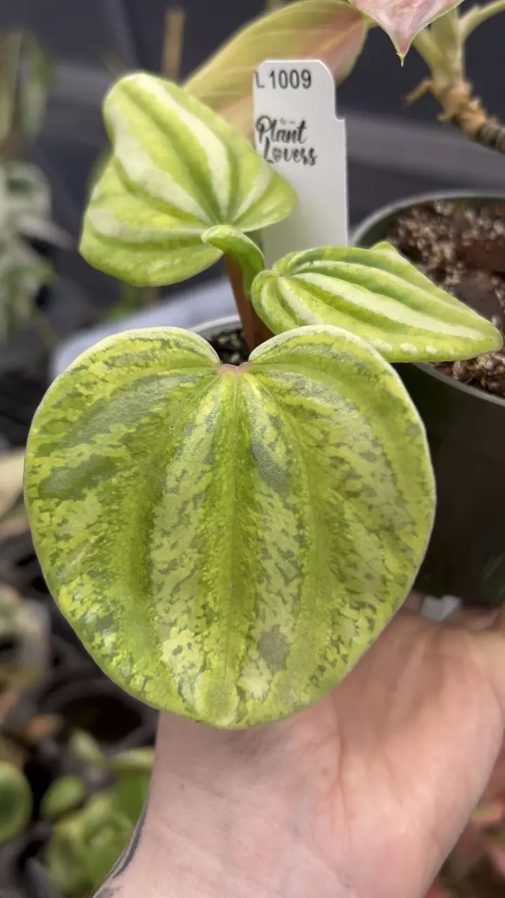 plant/PL1009: Peperomia Atomic Flame + Aglonema Red Vein BUNDLE! ($40 OFF!)-0