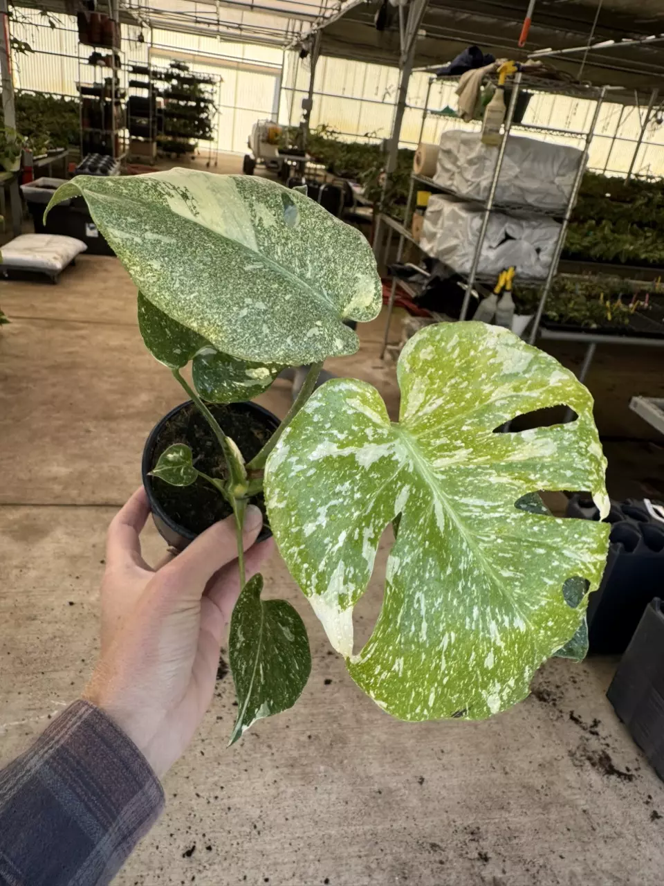 plant/Monstera starlight 4” pot growers choice-1