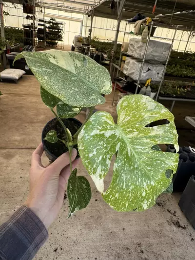 plant/Monstera starlight 4” pot growers choice-1-thumbnail