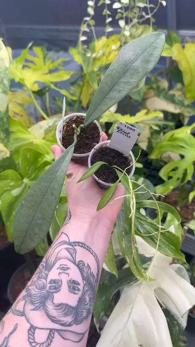 plant/PL1280: Grifithii Ghost Clone 2 + Tsangii Var-0-thumbnail