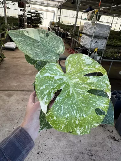 plant/Monstera starlight 4” pot growers choice-0-thumbnail