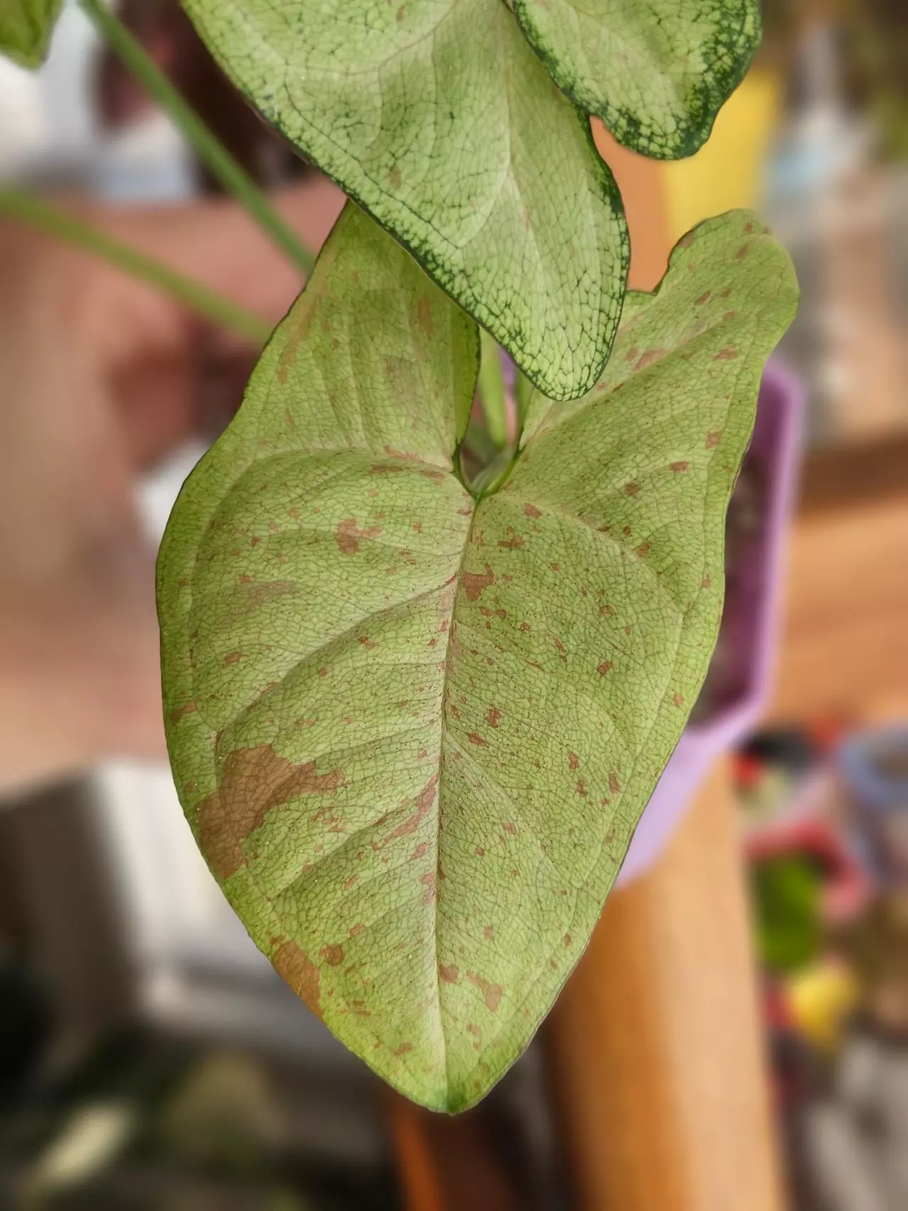 plant/Syngonium 'Milk Confetti'-1