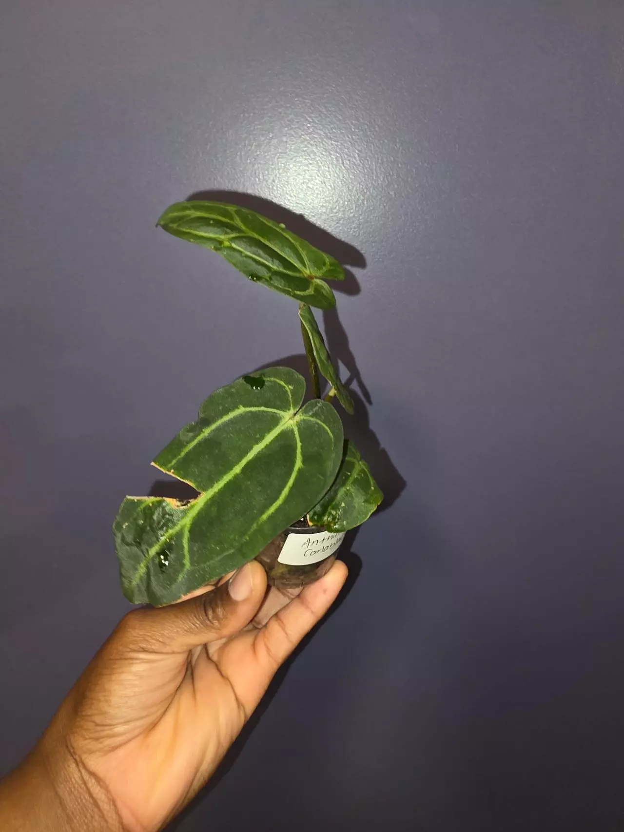 plant/Anthurium Carlablackiae. *exact*-5