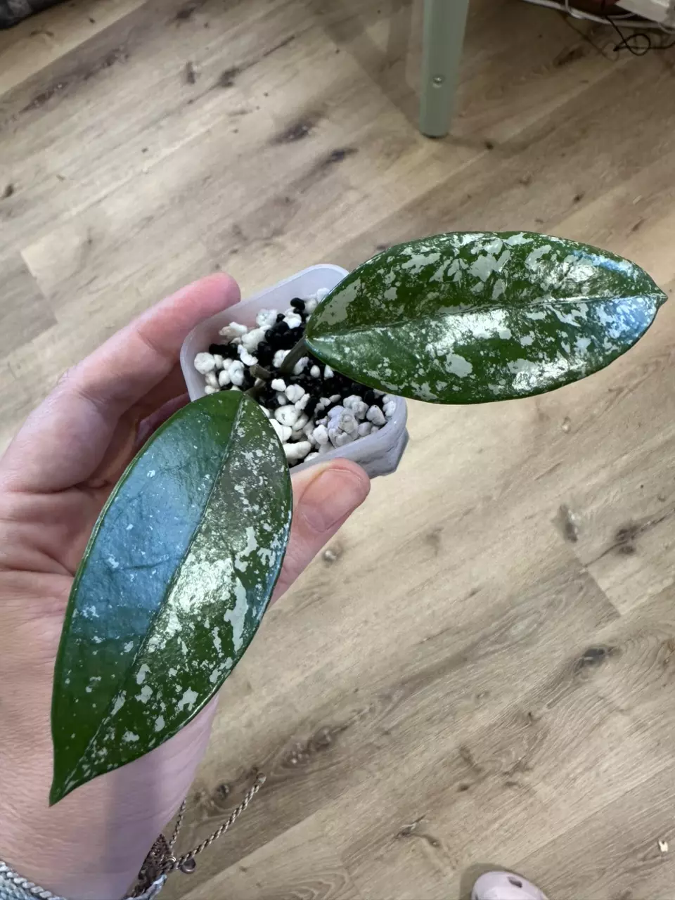 plant/Hoya Wilbur graves China rooted cutting-0