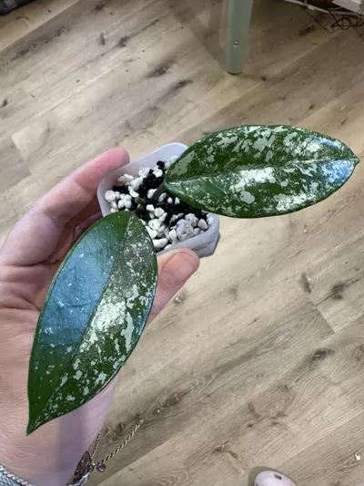 plant/Hoya Wilbur graves China rooted cutting-0-thumbnail