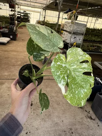 plant/Monstera starlight 4” pot growers choice-2-thumbnail