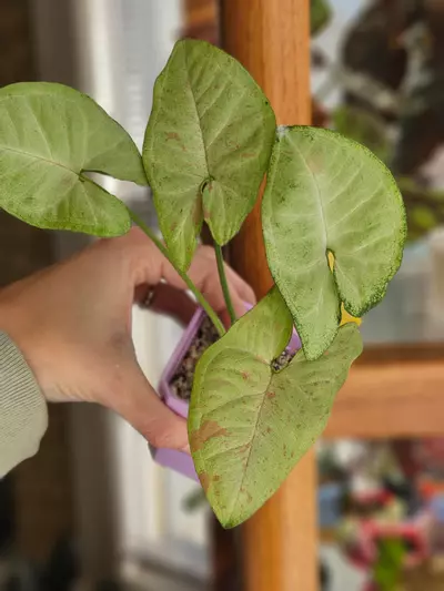 plant/Syngonium 'Milk Confetti'-0-thumbnail