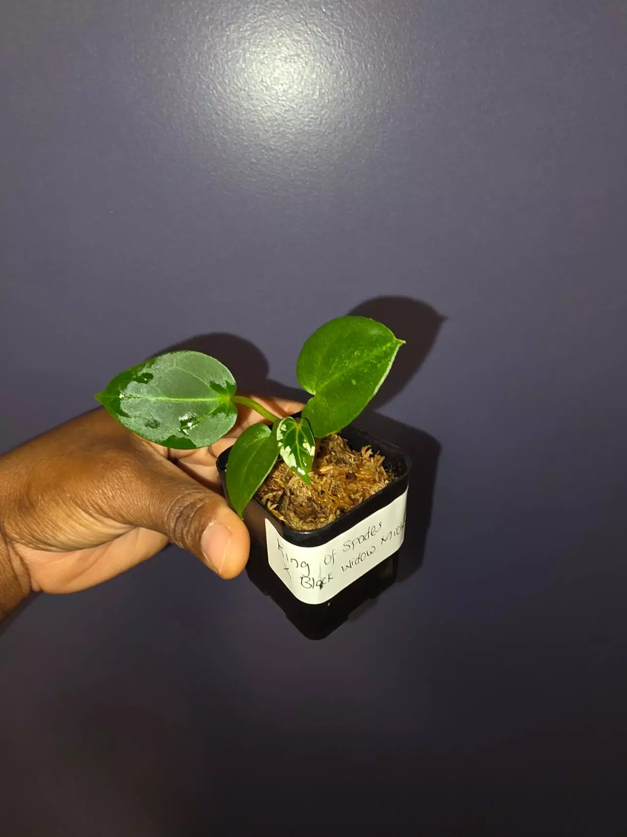 plant/Anthurium KOS × Black Widow Michelle. *exact*-0