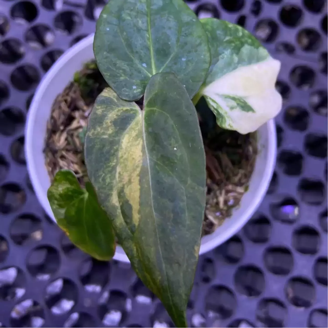 plant/Anthurium Portilliae Variegated-0