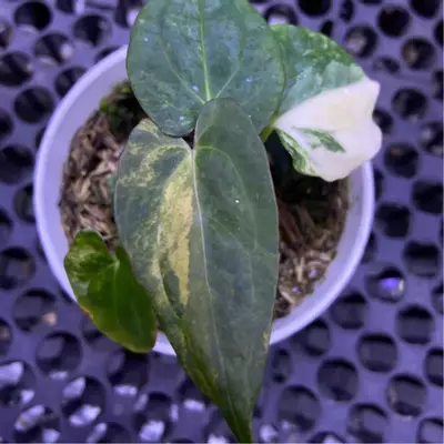 plant/Anthurium Portilliae Variegated-0-thumbnail