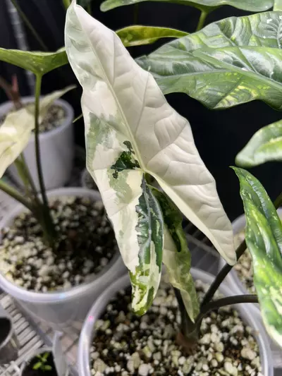 plant/Alocasia Simpo Corm + FREE Alocasia Ninja Mint TC-1-thumbnail