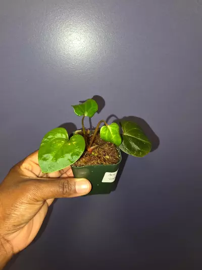plant/Anthurium AOS × Variegated Anthurium AOS. (No variegation yet) *Exact*-1-thumbnail
