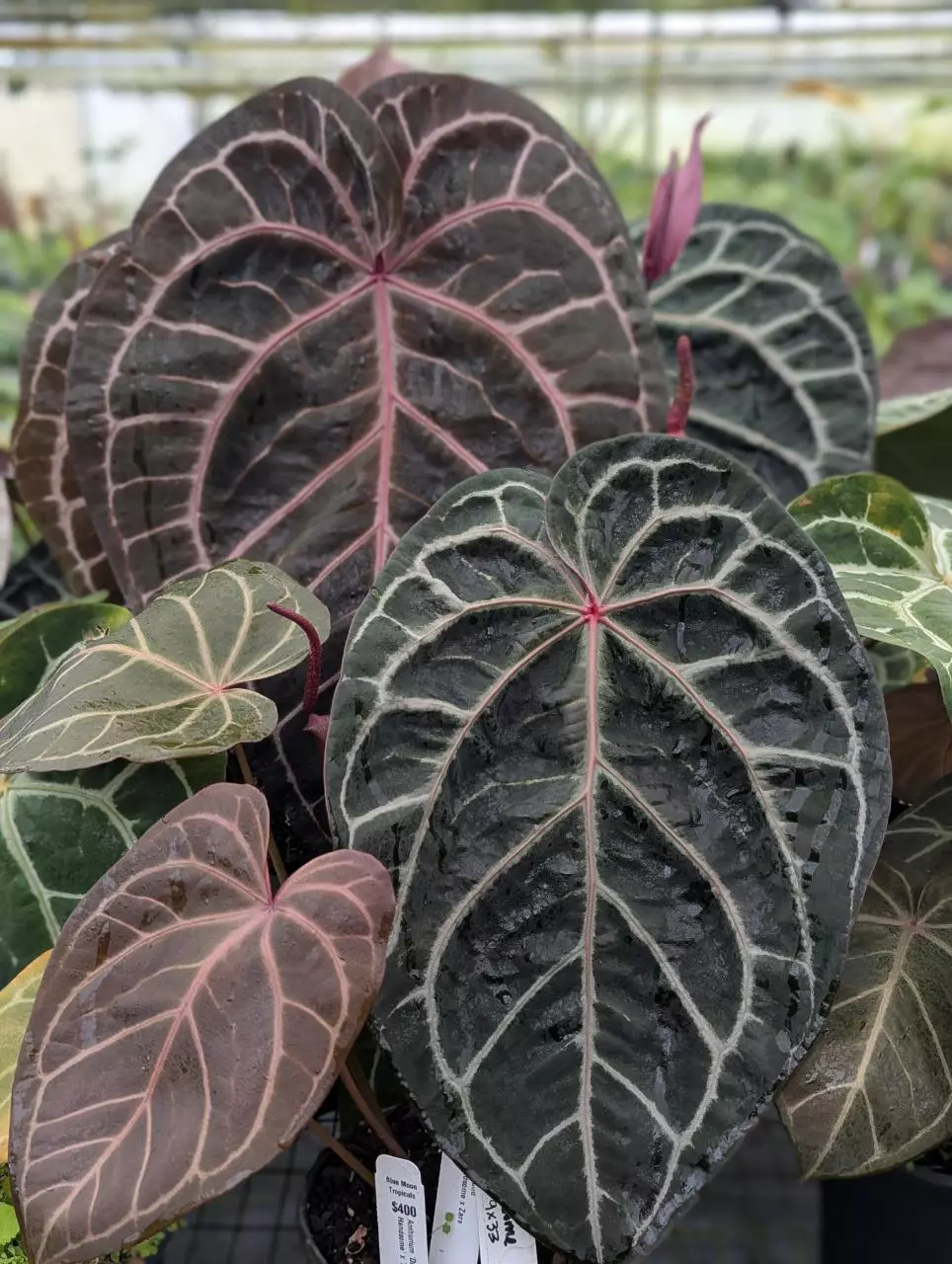 heat_pack/72hr Heat pack-0