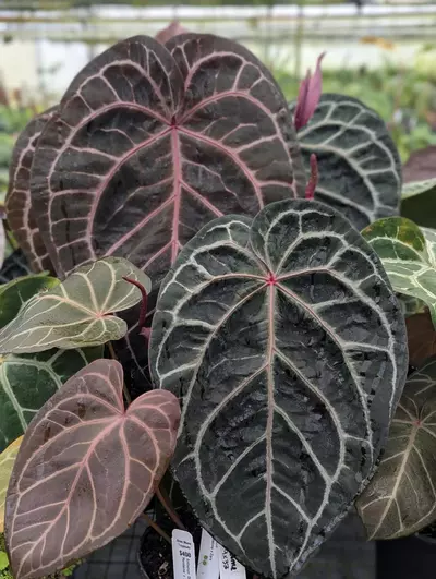 heat_pack/72hr Heat pack-0-thumbnail