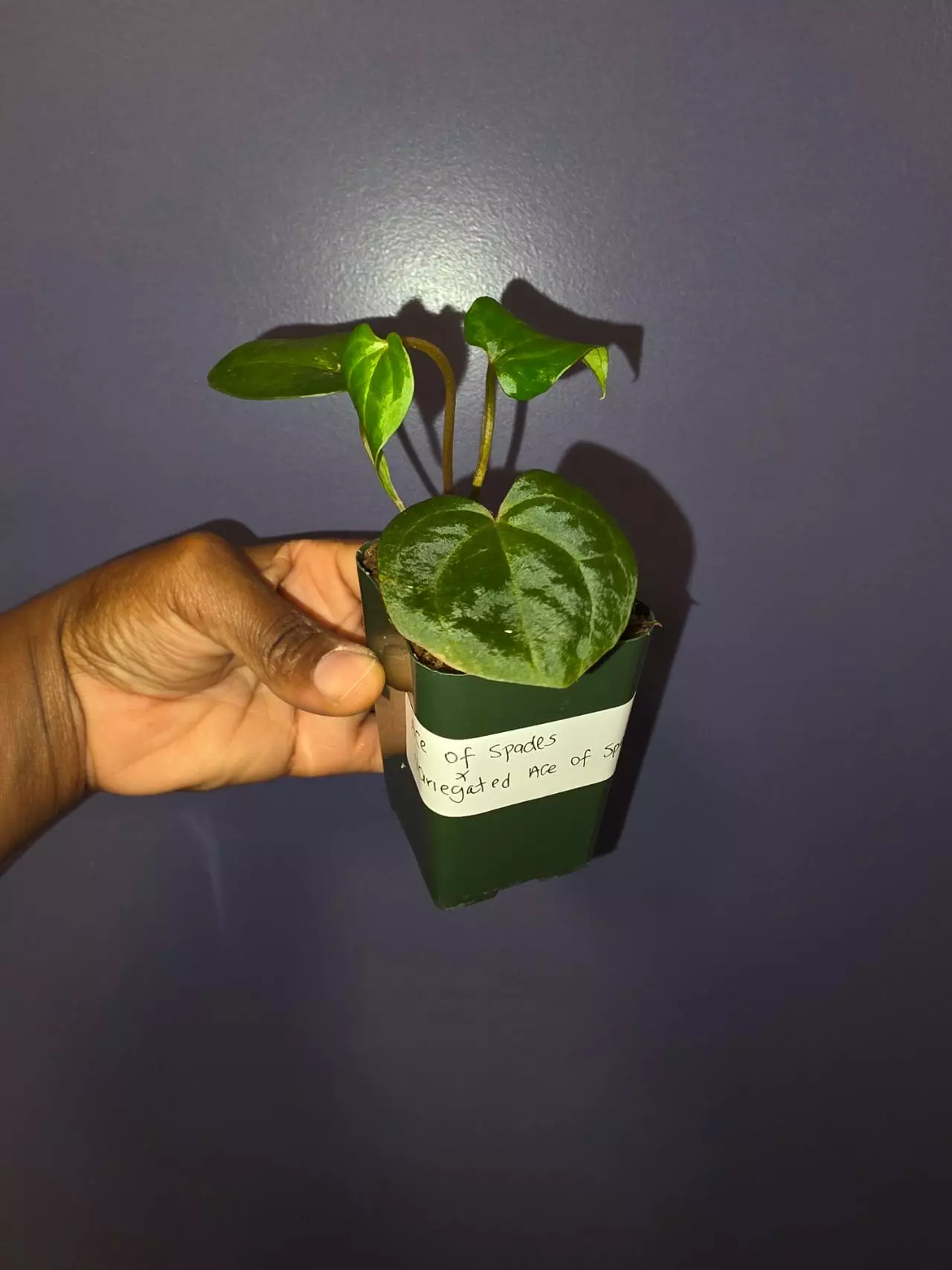 plant/Anthurium AOS × Variegated Anthurium AOS. (No variegation yet) *Exact*-4