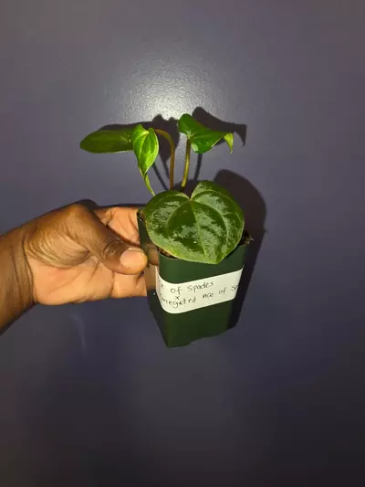 plant/Anthurium AOS × Variegated Anthurium AOS. (No variegation yet) *Exact*-4-thumbnail