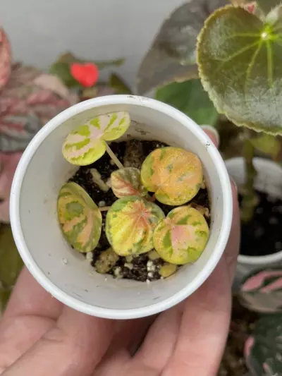 plant/Peperomia Carnival-2-thumbnail