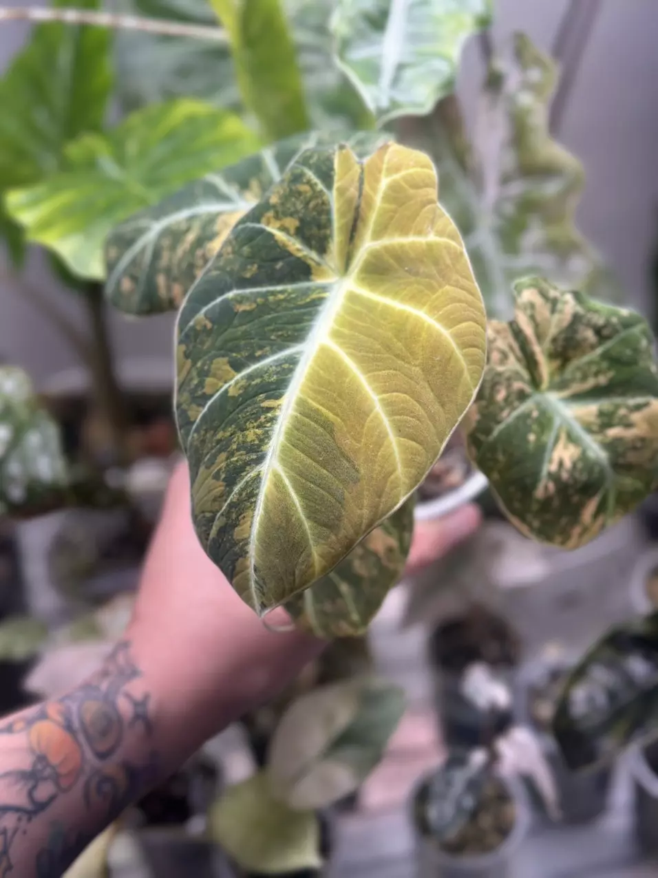 plant/Black Velvet Gold Corm-0