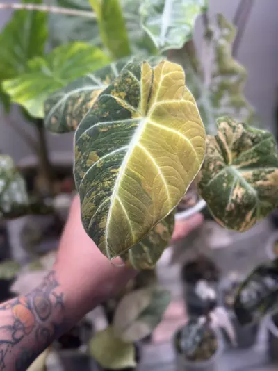 plant/Black Velvet Gold Corm-0-thumbnail