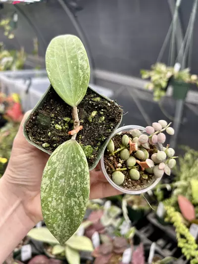 plant/2” Hoya Rangsan Splash + Variegated Dischidia Nummularia BUNDLE! ($20 OFF!)-0-thumbnail