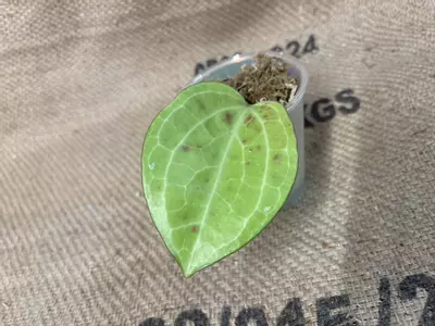 plant/Hoya Sarawak Cream-1-thumbnail