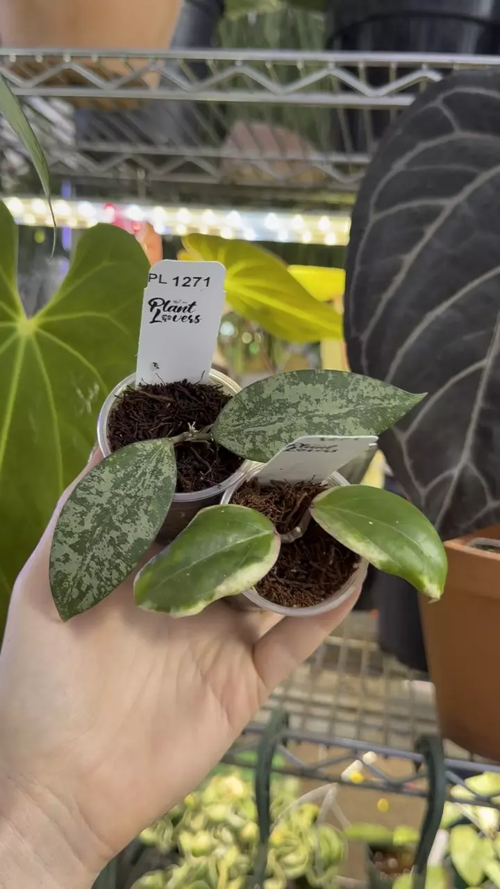 plant/PL1271: Swiffers Mirage + FREE Queen Elizabeth ($99 value)-0