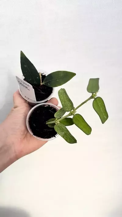 plant/PL1256: Pandurata Low Splash + FREE SP Garut-0-thumbnail