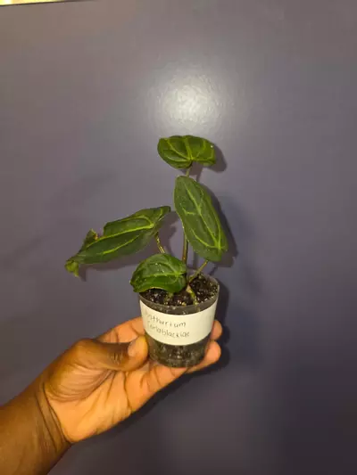 plant/Anthurium Carlablackiae. *exact*-2-thumbnail