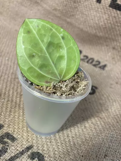 plant/Hoya Sarawak Cream-0-thumbnail