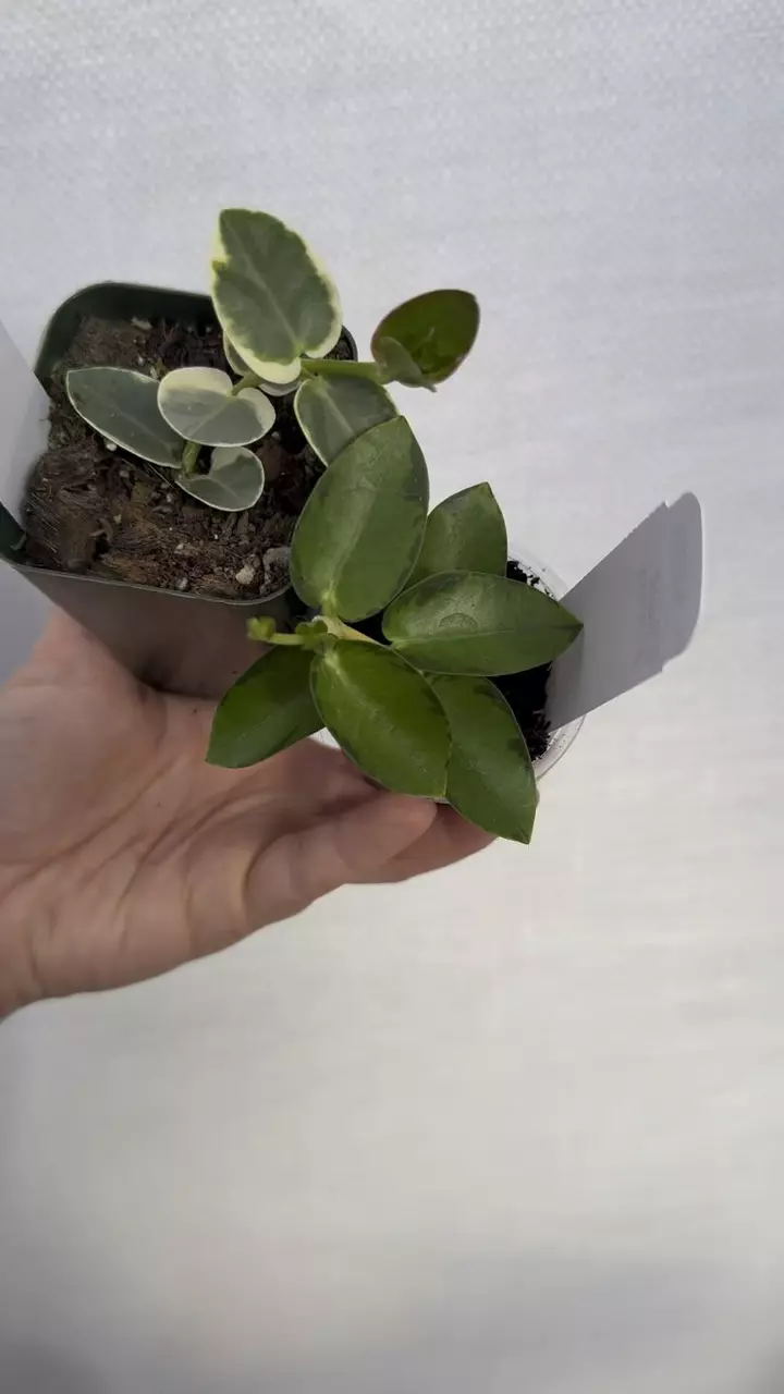 plant/PL1270: Cummingiana Albo & Inner Var Bundle (Save $20!)-0