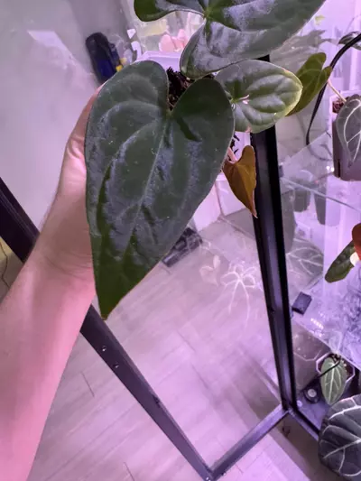 plant/(Dress RG f2 x Carla “Amanda”) x Huanoco Velvet-1-thumbnail