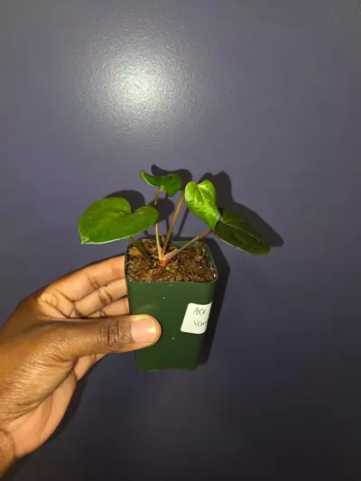 plant/Anthurium AOS × Variegated Anthurium AOS. (No variegation yet) *Exact*-2-thumbnail