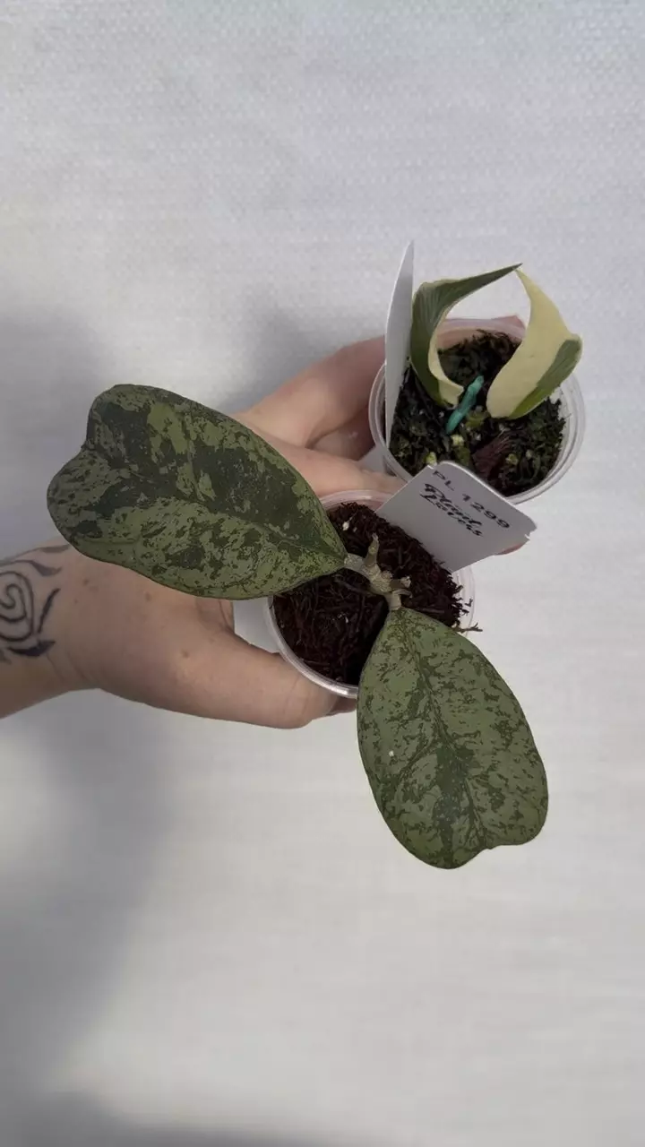 plant/PL1299: Morning Dew Deykae + FREE Poly Var.-0