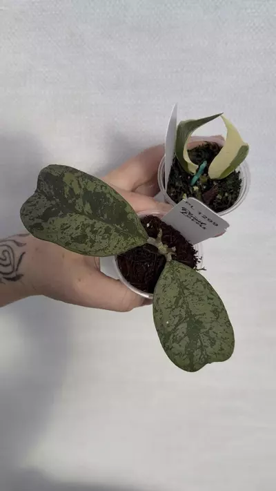 plant/PL1299: Morning Dew Deykae + FREE Poly Var.-0-thumbnail